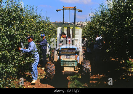 Pera Rocha picking. Regione Oeste. Portogallo Foto Stock