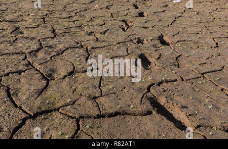 Piedi stampe sul lago vuoto letto, Lago di ontano, Elba, Washington Foto Stock