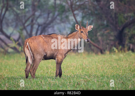 Maschio (Nilgai Boselaphus tragocamelus) in piedi di Keoladeo Ghana National Park, Bharatpur, India. Nilgai è il più grande antilope asiatici ed è endemica Foto Stock