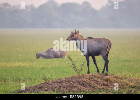 Maschio (Nilgai Boselaphus tragocamelus) in piedi di Keoladeo Ghana National Park, Bharatpur, India. Nilgai è il più grande antilope asiatici ed è endemica Foto Stock