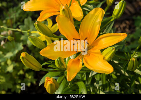 Giglio giallo fiore con boccioli e foglie verdi Foto Stock