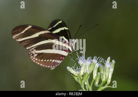 Zebra Heliconian, Heliconius charithonia, sul fiore di nebbia, Conoclinium sp. Foto Stock