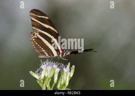 Zebra Heliconian, Heliconius charithonia, sul fiore di nebbia, Conoclinium sp. Foto Stock