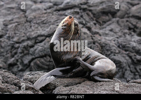 Le Galapagos fur Sea Lion (Arctocephalus galapagoensis) sull'isola di Santiago, Galapagos National Park, Ecuador. Foto Stock