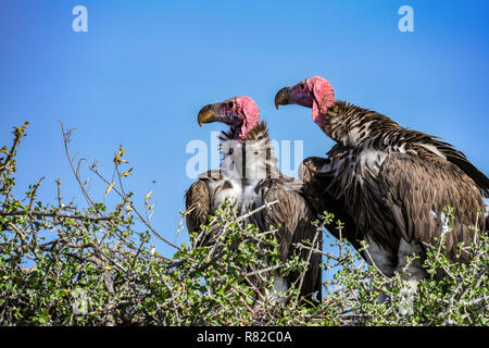 Coppia di allevamento di falda in pericolo di fronte gli avvoltoi in Africa la Riserva Nazionale di Masai Mara, Kenya Foto Stock