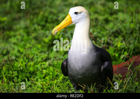 Albatro ondulata (Phoebastria irrorata) sull'Isola Espanola, Galapagos National Park, Ecuador. La salutava razze albatross principalmente sull'Isola Espanola. Foto Stock