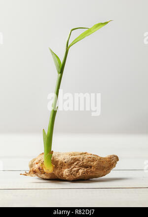 Asciugare lo zenzero (Zingiber officinale) root con il germoglio verde su bianco schede e background. Foto Stock