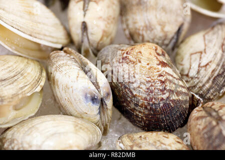 Intero crudo vongole mollusco su ghiaccio sul display nel mercato Foto Stock