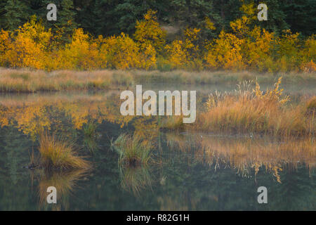 Una nebbiosa mattina autunnale in una palude di Jasper National Park in Alberta, Canada. Foto Stock