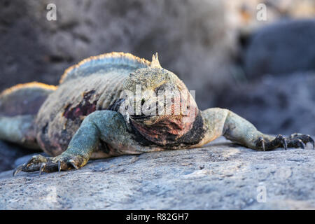 Iguana marina (Amblyrhynchus cristatus) sull'Isola Espanola, Galapagos National Park, Ecuador. Iguana marina di Espanola isola ha contrassegni di colore rosso sulla sua Foto Stock