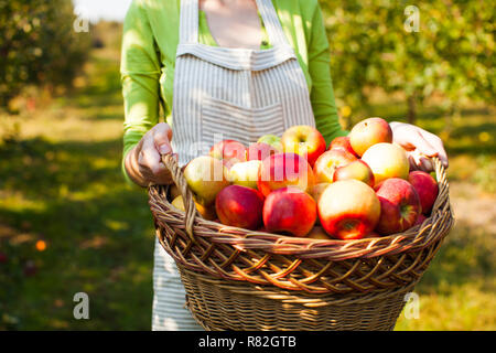 Giovane donna detiene il cesto con mele biologiche Foto Stock