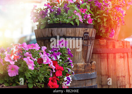 Geranio colorati in giardino in botti di legno e secchi su una strada di città sotto i raggi del sole brillante Foto Stock