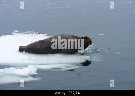 Guarnizione barbuto (Erignathus barbatus) entrare in acqua, isola Spitsbergen, arcipelago delle Svalbard, Norvegia, Foto Stock