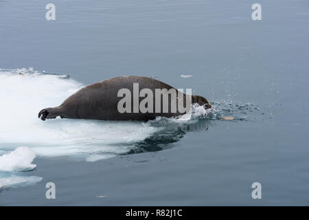 Guarnizione barbuto (Erignathus barbatus) entrare in acqua, isola Spitsbergen, arcipelago delle Svalbard, Norvegia, Foto Stock