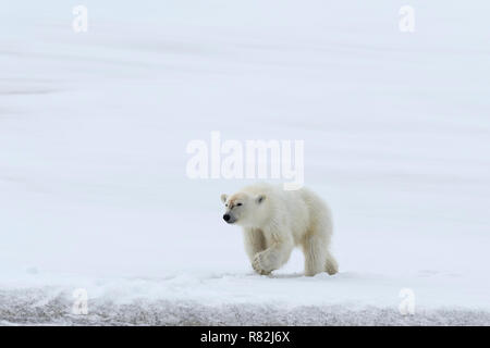 Yearling polar bear cub (Ursus maritimus) camminando sul crinale di un ghiacciaio, Björnsundet, Hinlopen Strait, isola Spitsbergen, arcipelago delle Svalbard, N Foto Stock