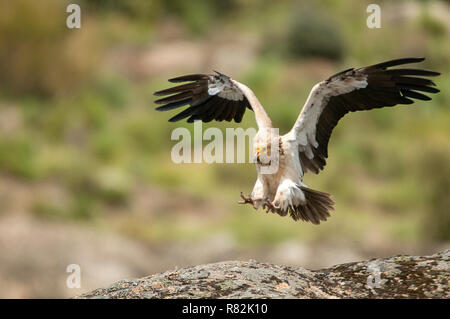 Avvoltoio Capovaccaio (Neophron percnopterus) battenti spagna Foto Stock