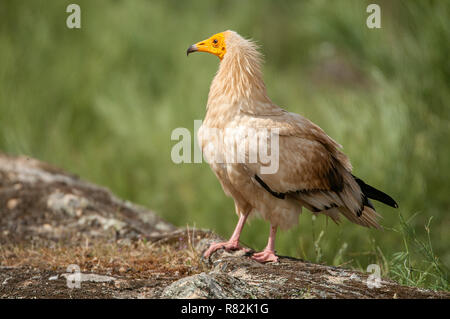 Avvoltoio Capovaccaio (Neophron percnopterus), Spagna, ritratto appollaiato sulle rocce Foto Stock