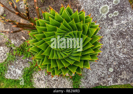 Un Aloe Polyphylla impianto, noto anche come aloe a spirale, kroonaalwyn, lekhala kharetsa, è un molti-lasciava aloe.succulente sempreverdi perenni. Foto Stock