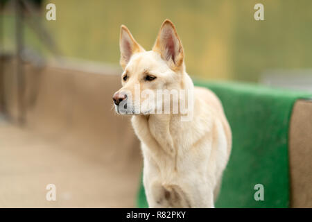 Close up Jindo cane Foto Stock