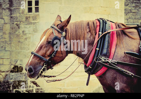 Un cavallo marrone museruola nel cablaggio Foto Stock