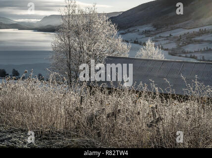 Smerigliati rurali paesaggio invernale a basse temperature con rime su croccante, congelati foglie e alberi, ghiaccio e trasformata per forte gradiente brina sul lago e le montagne Foto Stock