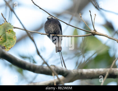 Long-tailed tiranno (Colonia colonus) Foto Stock