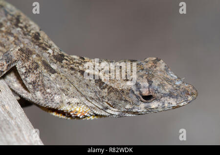 Anole marrone, Anolis sagrei Foto Stock