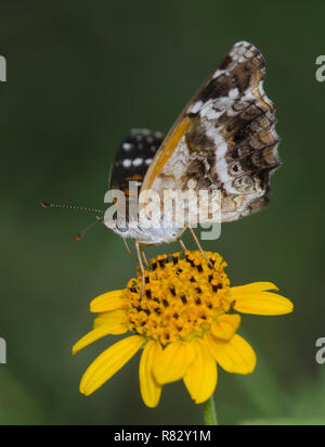 Texan Crescent, Anthanassa texana, nectaring da Skeleton-Leaf Goldeneye, Viguiera stenoloba Foto Stock