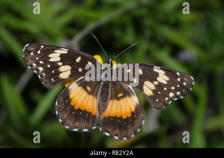 Confina Patch, Chlosyne lacinia Foto Stock