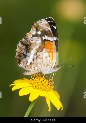 Texan Crescent, Anthanassa texana, nectaring da Skeleton-Leaf Goldeneye, Viguiera stenoloba Foto Stock