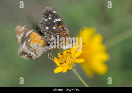 Texan mezzelune, Anthanassa texana, corteggiare e nectaring da Skeleton-Leaf Goldeneye, Viguiera stenoloba Foto Stock