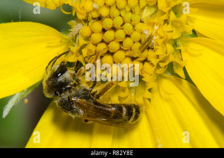Ligato solco Bee, Halictus ligatus, rovistando su Skeleton-Leaf Goldeneye, Viguiera stenoloba Foto Stock