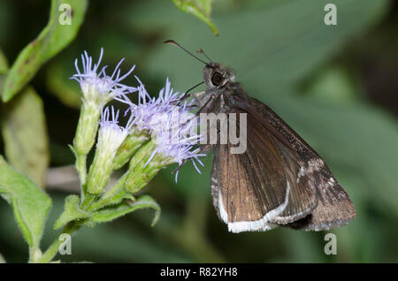 Duskywing funebre, Gesta funeralis, maschio su fiore nebbia, Conoclinium sp. Foto Stock