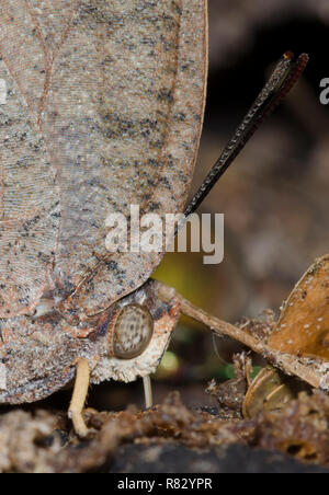 Tropical Leafwing, Anaea aidea Foto Stock