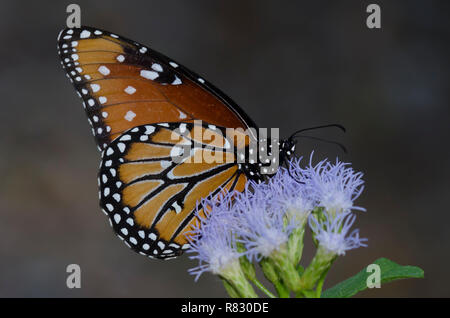 Regina, Danaus gilippus, sul fiore di nebbia, Conoclinium sp. Foto Stock