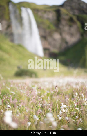 Cotone selvatico erbe e cascata, Islanda Foto Stock
