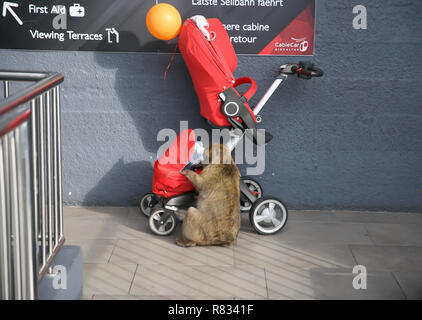 Gibilterra,UK,12 dicembre 2018,macachi saccheggiare un pram lasciati dai genitori ignari a Gibilterra nella parte superiore della roccia.Credit: Keith Larby/Alamy Live News Foto Stock