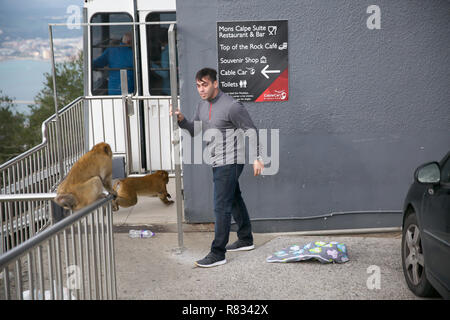 Gibilterra,UK,12 dicembre 2018,Macachi attaccare un uomo mentre essi stanno cercando di ottenere per i neonati fasciatoio sulla Rocca di Gibilterra.Credit: Keith Larby/Alamy Live News Foto Stock