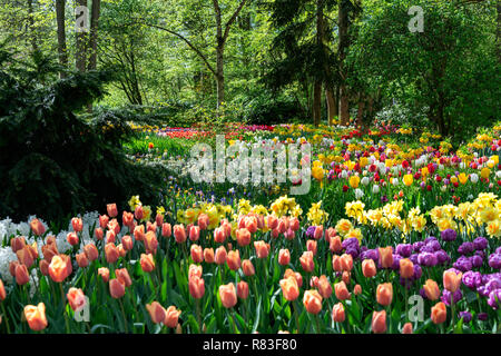 Visualizzazione di primavera i bulbi presso il più grande del mondo di lampadina flower garden giardini Keukenhof in aprile 2018 Lisse, Holland, Paesi Bassi Foto Stock