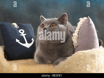 British Shorthair cat, blu, che giace tra i cuscini Foto Stock