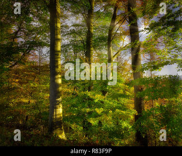 DE - Baviera: Kalvarienberg autunnali foresta a Bad Toelz (HDR-immagine) Foto Stock