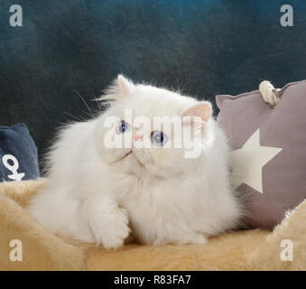 Bianco gatto persiano Foto Stock