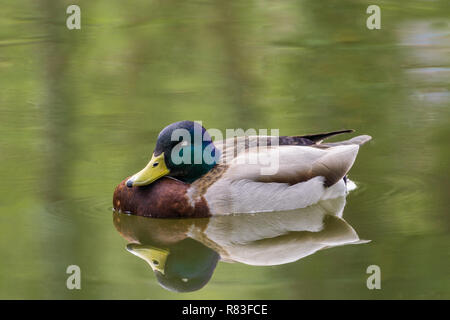 Close-up di Mallard Duck (Anas platyrhynchos) al lago. Foto Stock