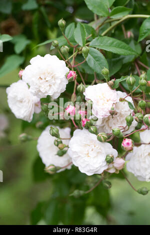 Rosa "Felicite et Perpetue' Fiori. Foto Stock