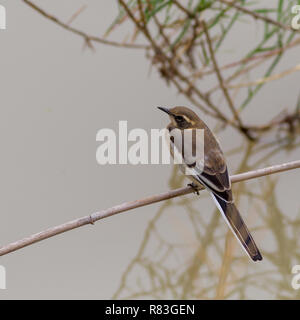 I capretti Cape Wagtail (Motacilla capensis) appollaiato su un ramoscello di bambù su acqua Foto Stock