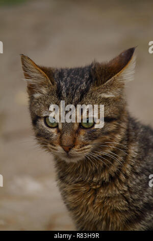 Gatto europeo ritratto. Ritratto di bel gatto. Carino tre colori cat. European Short pelose cat. Ritratto del tricolore gattino. Cute cat. Foto Stock