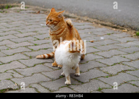 Gatto europeo ritratto. Ritratto di bel gatto. Carino tre colori cat. European Short pelose cat. Ritratto del tricolore gattino. Cute cat. Foto Stock