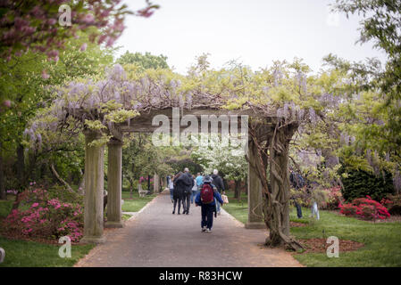 Luminose glicine viola prendere in consegna il Brooklyn Botanical Garden ogni primavera. Foto Stock