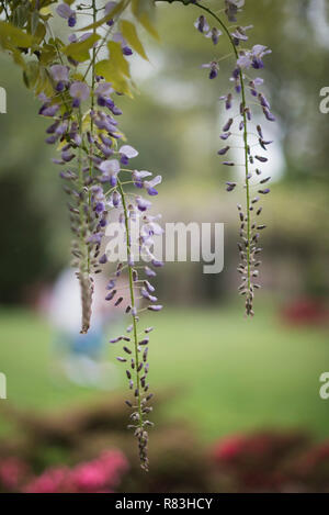 Luminose glicine viola prendere in consegna il Brooklyn Botanical Garden ogni primavera. Foto Stock