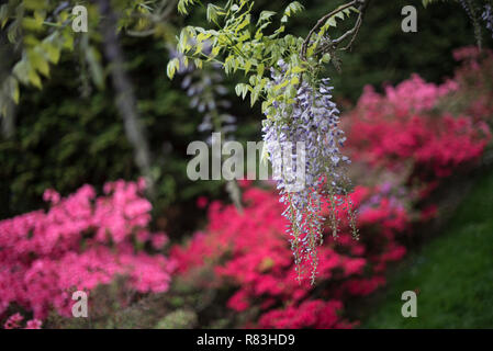 Luminose glicine viola prendere in consegna il Brooklyn Botanical Garden ogni primavera. Foto Stock